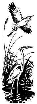 湖中的鳥