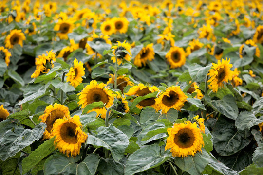 向日葵（Helianthus annuus）