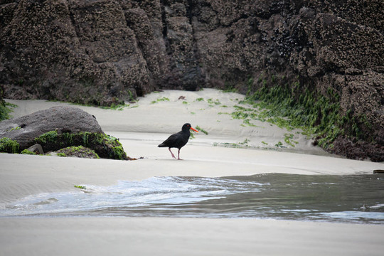 變量Oystercatcher（Haematopus unicolor）