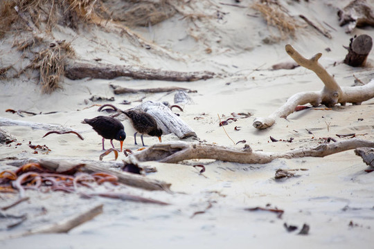 變量Oystercatcher（Haematopus unicolor）