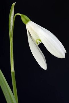 雪蓮花