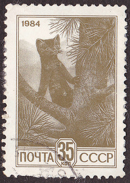 USSR -大約1984：印刷在USSR郵票顯示貂。大約1984