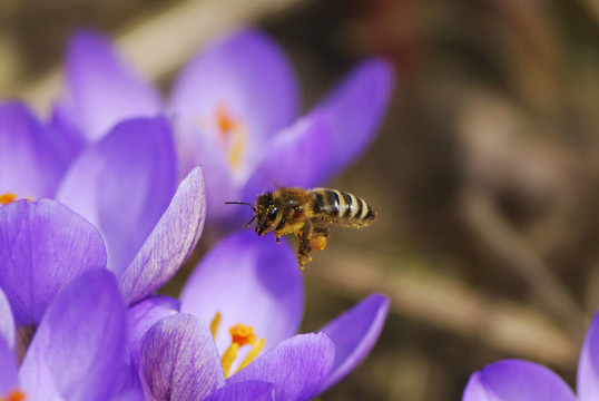 蜜蜂飛到Crocus Flowers