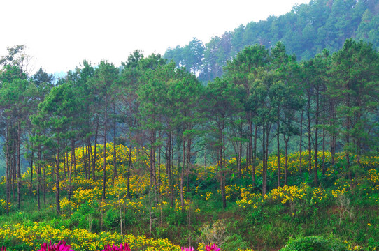 松林國(guó)家公園