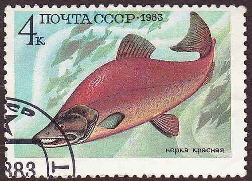USSR -大約1983：印刷在USSR郵票展示的鮭魚。大約1983