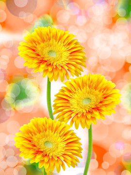 Gerber的花