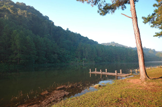 一個(gè)松樹福雷斯特湖在上午在泰國(guó)