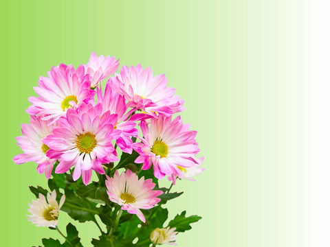 Gerber的花