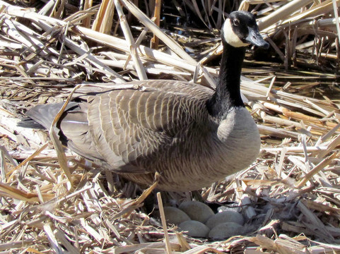 Thornhill Goose關(guān)心它的蛋2011