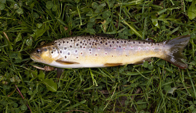 布朗鱒魚