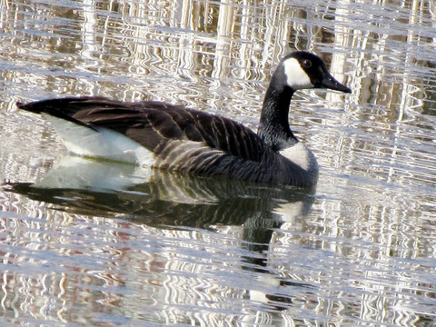 Thornhill Goose浮動蘆葦2011