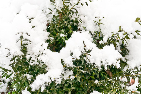 樹枝在雪中