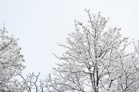 樹枝在雪中