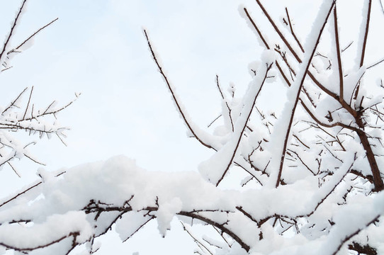 樹枝在雪中