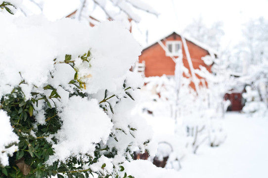 樹枝在雪中