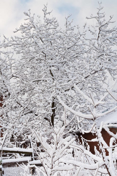 樹枝在雪中
