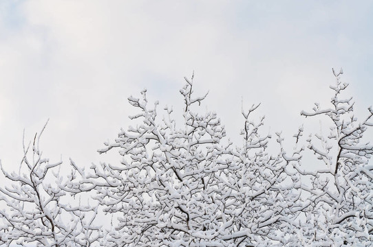 樹枝在雪中