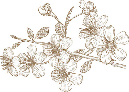 櫻花插圖