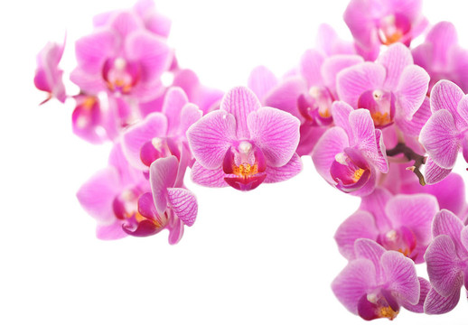 蘭花