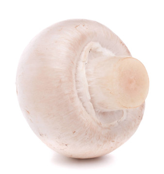 香菇蘑菇