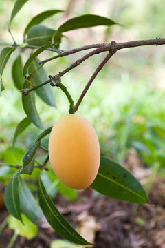 Maprang（泰國(guó)水果）