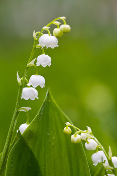 山谷的百合花的特寫(xiě)鏡頭