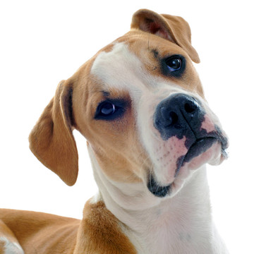美國(guó)斗牛犬