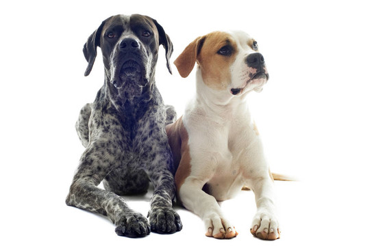 德國短毛指示犬和美國斗牛犬