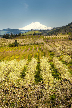Mt Adams；蘋果園；俄勒岡