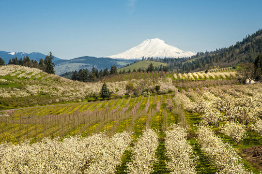 Mt Adams；蘋果園；俄勒岡
