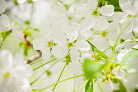 有芽和花的樹枝。特寫