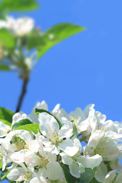 蘋果花