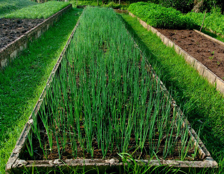 菜園里的洋蔥園