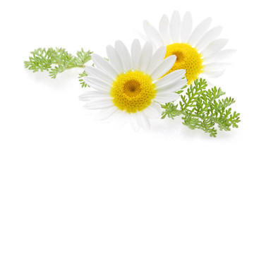 雛菊花在右角和文字自由空間的圖片