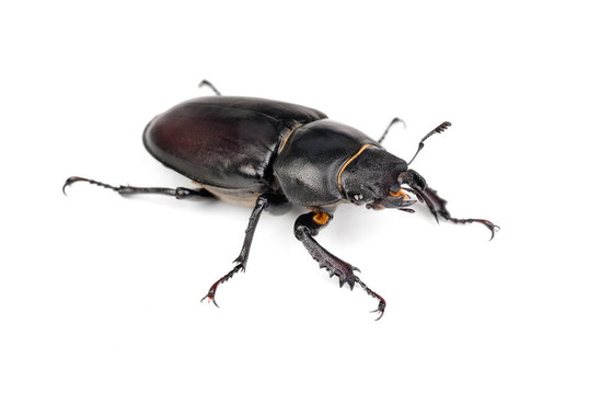 女Lucanus cervus（鹿角甲蟲）