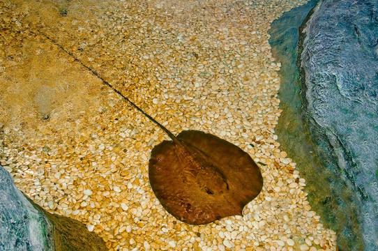 黃貂魚魚