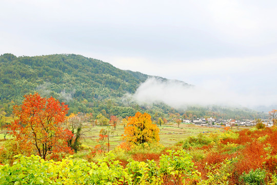 田野秋色