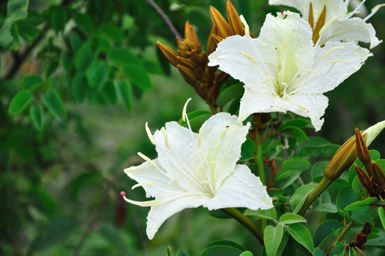 熱帶花白色