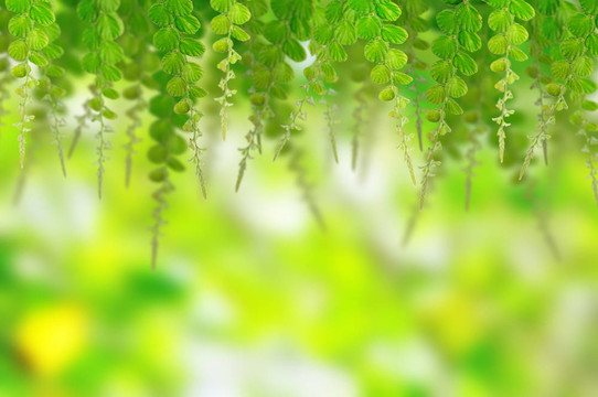 背景綠葉