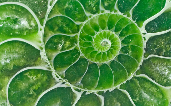 菊石化石