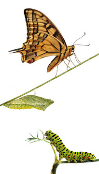 關(guān)閉了卡特彼勒；蛹；燕尾蝶