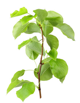 蘋果葉青芽
