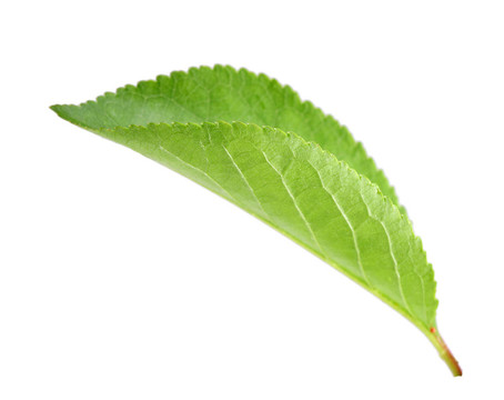 蘋果樹綠葉