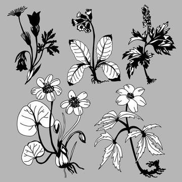在灰色的背景場(chǎng)flowerses