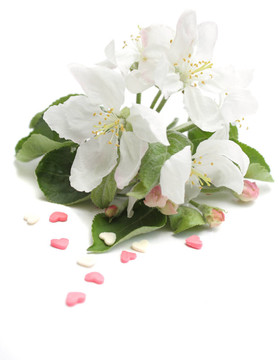 蘋果花