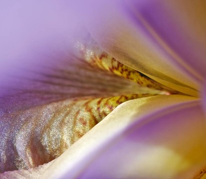 鳶尾花瓣