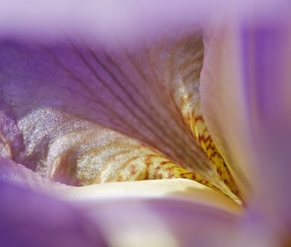 花瓣紫色鳶尾