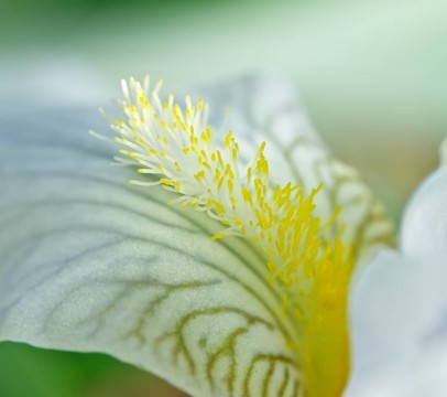 花瓣白色鳶尾