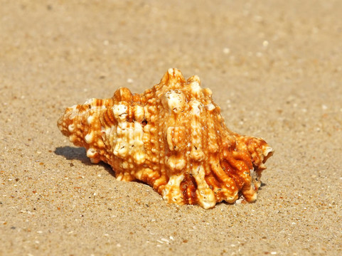 beach.closeup貝殼砂。