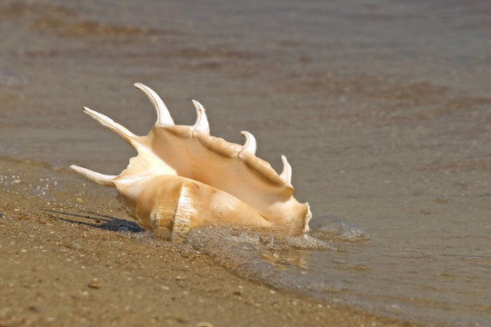 海螺殼在海上沖浪。